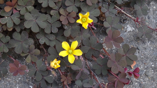 oxalis corniculata